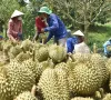Xây dựng chuỗi liên kết tại vựa trái cây miền Tây