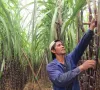 Doanh nghiệp mía đường điêu đứng vì đường lậu