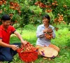 Vải vào vụ sớm, đơn hàng xuất khẩu tăng vọt