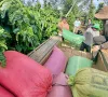 Đắk Lắk nắm bắt cơ hội phục hồi và phát triển ca cao
