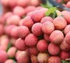 Được mùa vải, 700 tấn đã có đơn hàng xuất khẩu