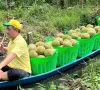 Giá sầu riêng tại Hậu Giang giảm mạnh so với đầu vụ