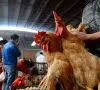 Nhiều nước dừng nhập khẩu gia cầm Brazil do bùng phát dịch cúm