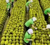Gỡ điểm nghẽn, tìm hướng đi mới cho xuất khẩu rau quả
