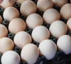 Người chăn nuôi lỗ nặng vì "tin đồn" trứng giả