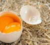 Đề nghị Bộ Công an điều tra, xử lý việc tung tin trứng giả
