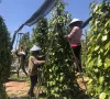 Việt Nam là nhà cung cấp hồ tiêu hàng đầu cho Hoa Kỳ