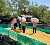 ĐBSCL phấn đấu cả năm đạt 24 triệu tấn lúa hàng hóa xuất khẩu