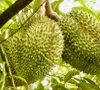Thêm cơ hội cho sầu riêng Việt tại Trung Quốc