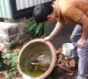 TP Hồ Chí Minh: Cảnh giác sốt xuất huyết mùa mưa