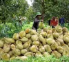 Xử lý từ gốc tồn dư thuốc bảo vệ thực vật trên nông sản