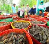 Đa dạng hóa thị trường để xuất khẩu tôm “lách qua khe cửa hẹp”