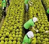 Xuất khẩu nông sản không còn là "cuộc chơi" giá rẻ