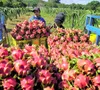 EU gia tăng kiểm soát chất lượng nông sản