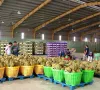 Sầu riêng đông lạnh - chìa khóa mở rộng thị trường xuất khẩu