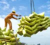 VCCI kiến nghị bỏ rào cản với doanh nghiệp xuất khẩu gạo