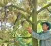 Giám sát chuỗi sầu riêng - “Chìa khóa” cho xuất khẩu bền vững