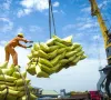 Xuất khẩu gạo đối diện với rủi ro kép