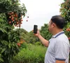 Xúc tiến thị trường- tìm đầu ra với giá tốt cho vải Thanh Hà