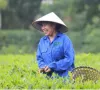 Đẩy mạnh xuất khẩu chè xanh ra nước ngoài