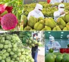 Trung Quốc “siết” nhập khẩu, rau quả Việt chuyển hướng mới
