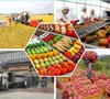 Đa dạng thị trường xuất khẩu nông sản