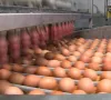 Giá trứng gà khởi sắc