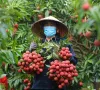 Giá vải thiều có nơi chỉ còn 3.000 đồng/kg