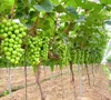 Du lịch xanh kết hợp nông nghiệp bền vững lên ngôi