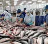 Cá tra rộng đường vào thị trường Hoa Kỳ