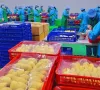Xuất khẩu hơn 14.000 tấn sầu riêng đông lạnh