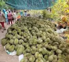 Sầu riêng, mít, chanh vẫn lao dốc, nhà vườn ở Đồng Tháp thất thu