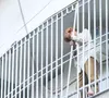 Gỡ bỏ “chuồng cọp” sau vụ cháy cư xá khiến 8 người thiệt mạng