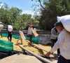 Giá lúa Hè thu vùng ĐBSCL đang ở mức thấp, nhà nông không có lãi