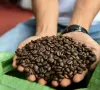 6 tháng đầu năm, xuất khẩu cà phê của Việt Nam đạt 5,45 tỷ USD