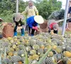 Dứa Việt Nam rộng đường xuất ngoại: Cần chiến lược bài bản để cán mốc tỷ USD