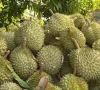Xuất khẩu sầu riêng sang Trung Quốc tăng mạnh