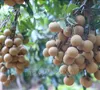 Bảo tồn và nhân rộng giống nhãn đặc sản ở Hưng Yên