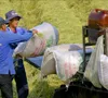 Philippines tạm dừng nhập khẩu, liệu có tác động đến gạo Việt Nam?