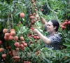 Thúc đẩy hợp tác, chuẩn bị điều kiện xuất khẩu vải thiều sang thị trường Bắc Mỹ