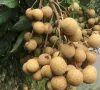 Nhãn lồng Hưng Yên hướng đến xuất khẩu bền vững