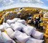 Giá gạo xuất khẩu tăng