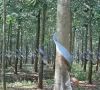 Ngành cao su gỡ nút thắt xuất khẩu