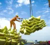 Bộ Công Thương: Doanh nghiệp xuất khẩu gạo cần bình tĩnh trước biến động thị trường