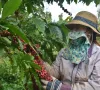 Cà phê Việt Nam "được mùa, được giá"