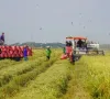 Giá lúa tăng, gạo xuất khẩu đi ngang