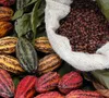 Giá ca cao tăng chóng mặt