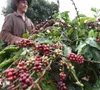 Giá cà phê tiếp tục tăng nóng trước áp lực nguồn cung