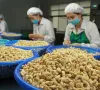 Nghịch lý Việt Nam nhập khẩu hạt điều cao hơn xuất khẩu
