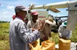 Vietnamese rice seeds cuban growing revolution